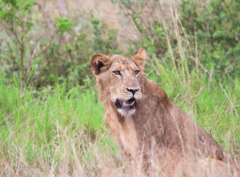 visit-queen-elizabeth-national-park