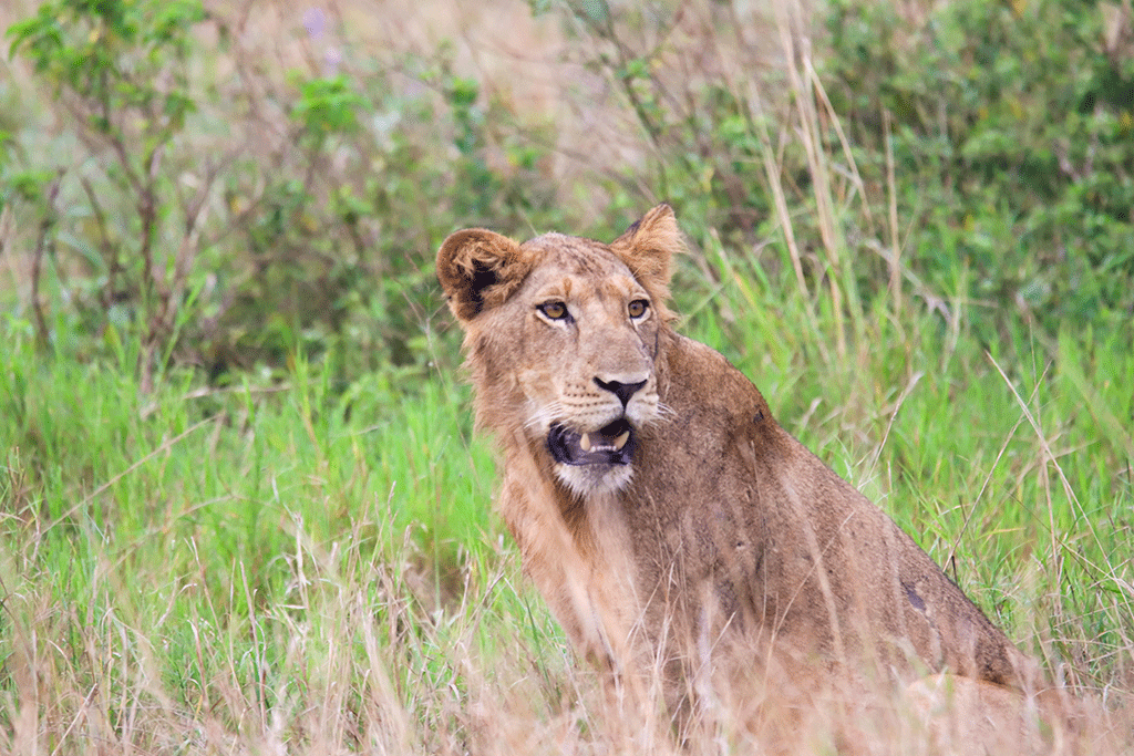 visit-queen-elizabeth-national-park