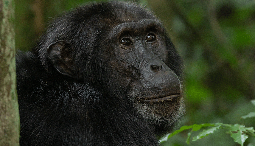 5-days-best-of-uganda-primate-safari