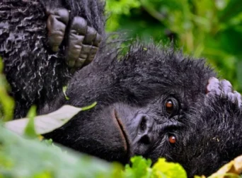 gorilla-trekking-in-ruhija-from-rwanda