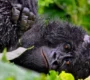 gorilla-trekking-in-ruhija-from-rwanda