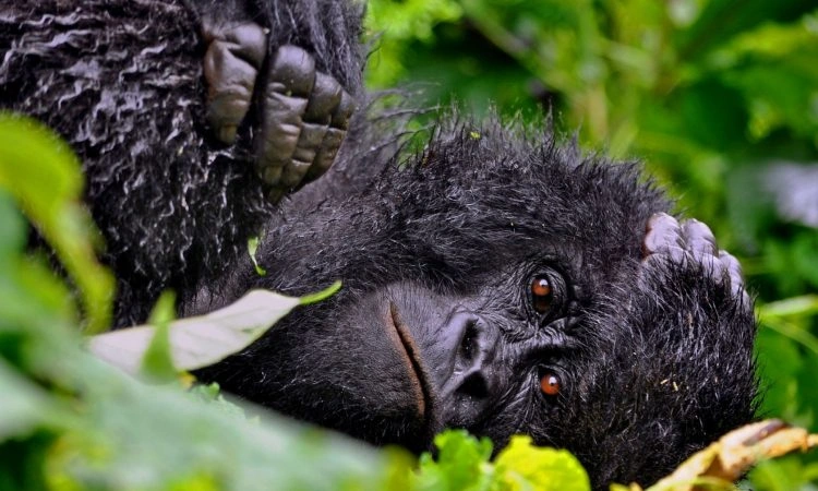 gorilla-trekking-in-ruhija-from-rwanda